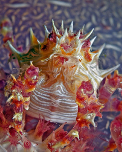 "Dendronephtya Crab"
Belly shot ;) by Henry Jager 